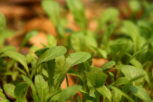 Remedio para interrumpir mi embarazo con plantas… ¿existe?